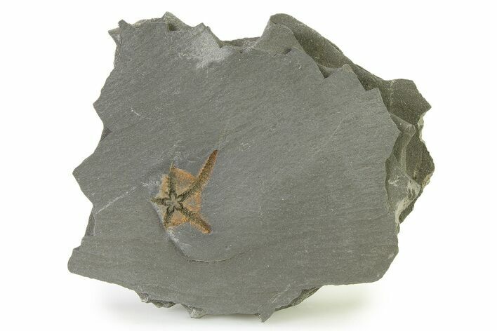 Bargain, Ordovician Brittle Star (Ophiura) - Morocco #327188